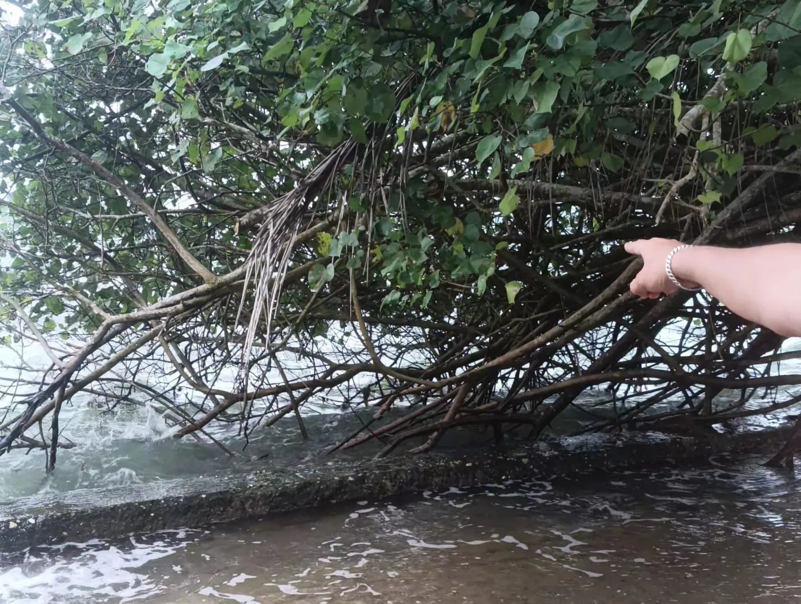 Remaja Disabilitas di Lingga Tewas Tenggelam di Bibir Pantai, Ditemukan Tersangkut Ranting Pohon – Kutipan